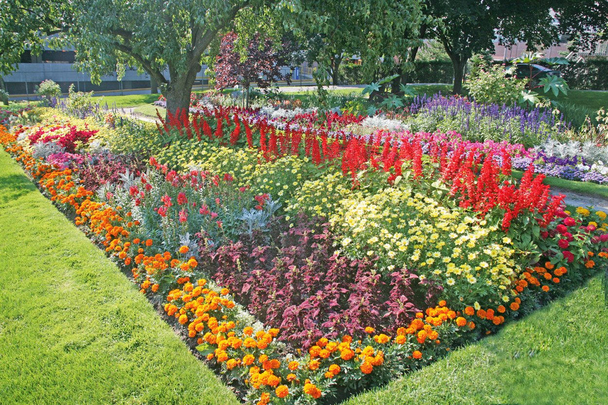 Рабатка Тунберга однолетник