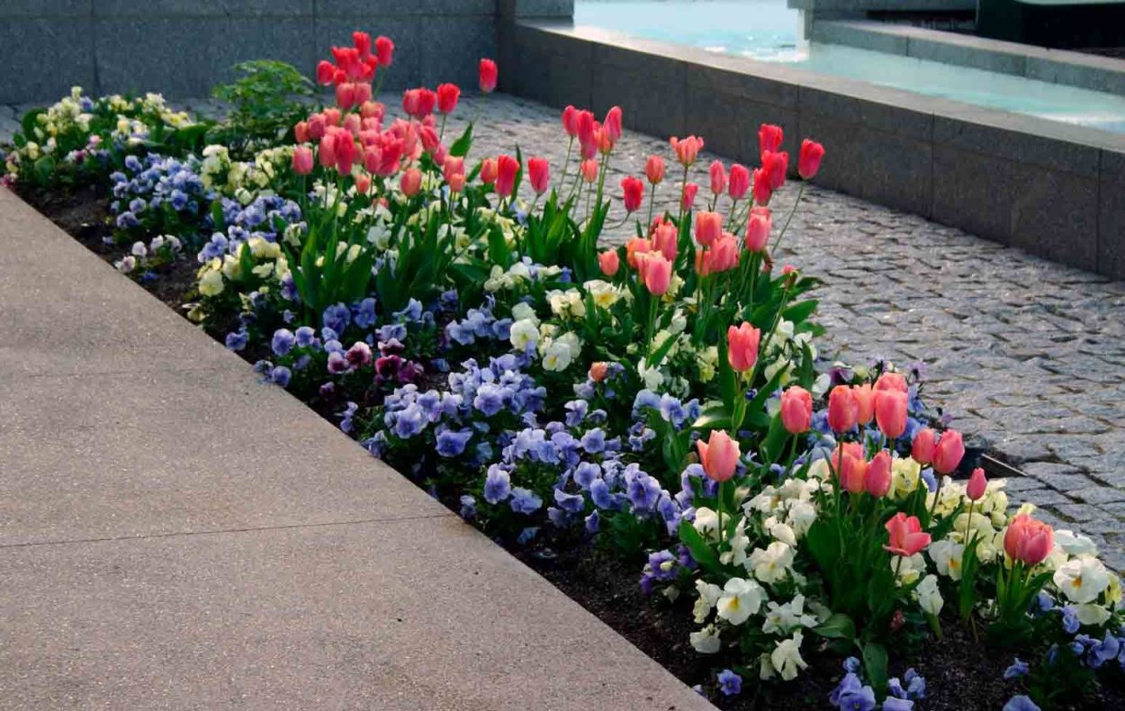 Рабатка (Rabatte)