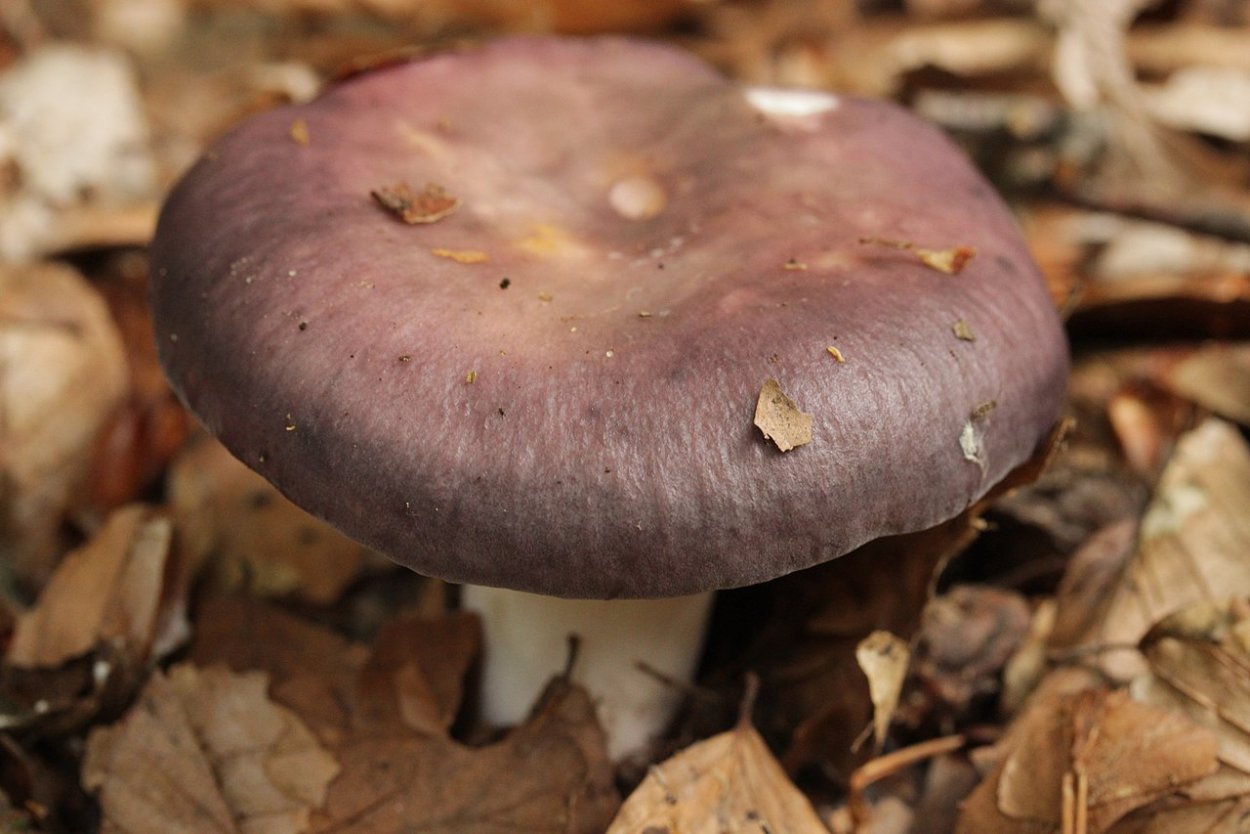 Гриб коричневый с фиолетовым отливом