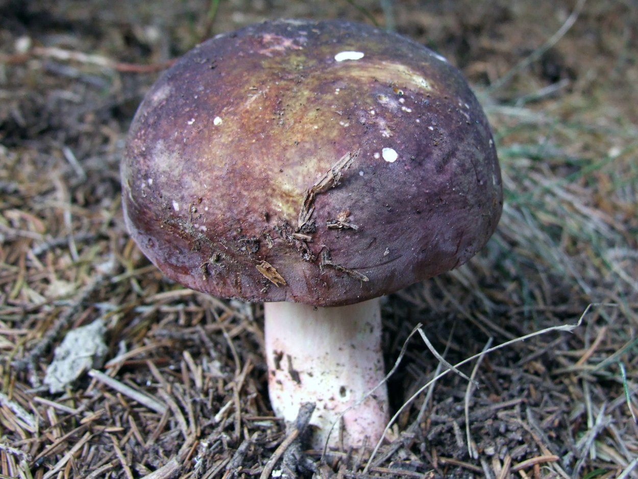 Сыроежка валуевидная