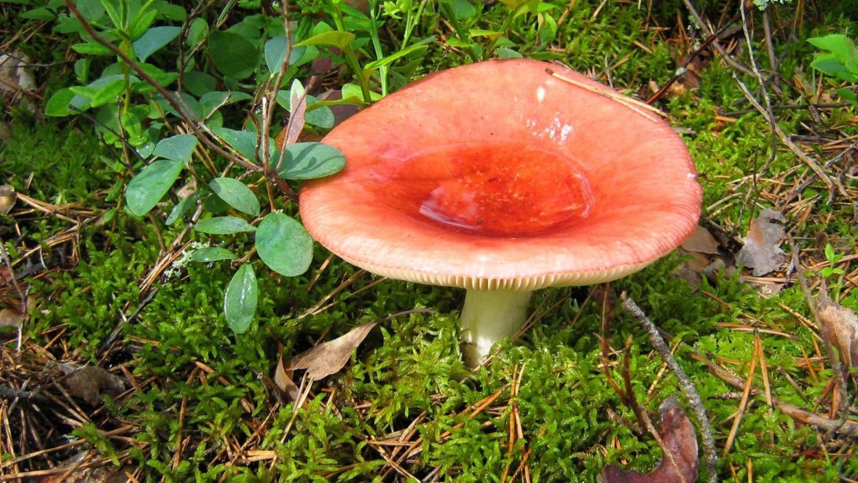 Russula nauseosa