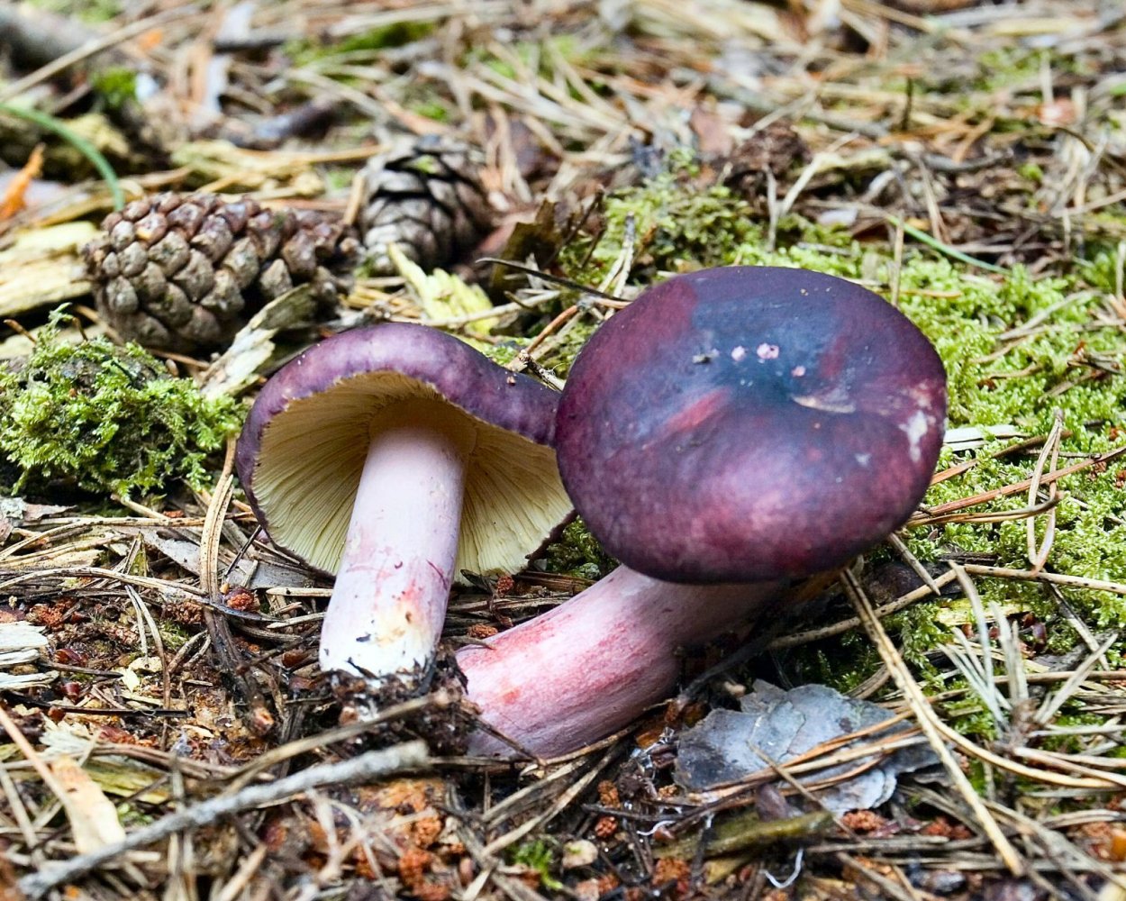 Сыроежка остроедкая (Rússula Sardónia)