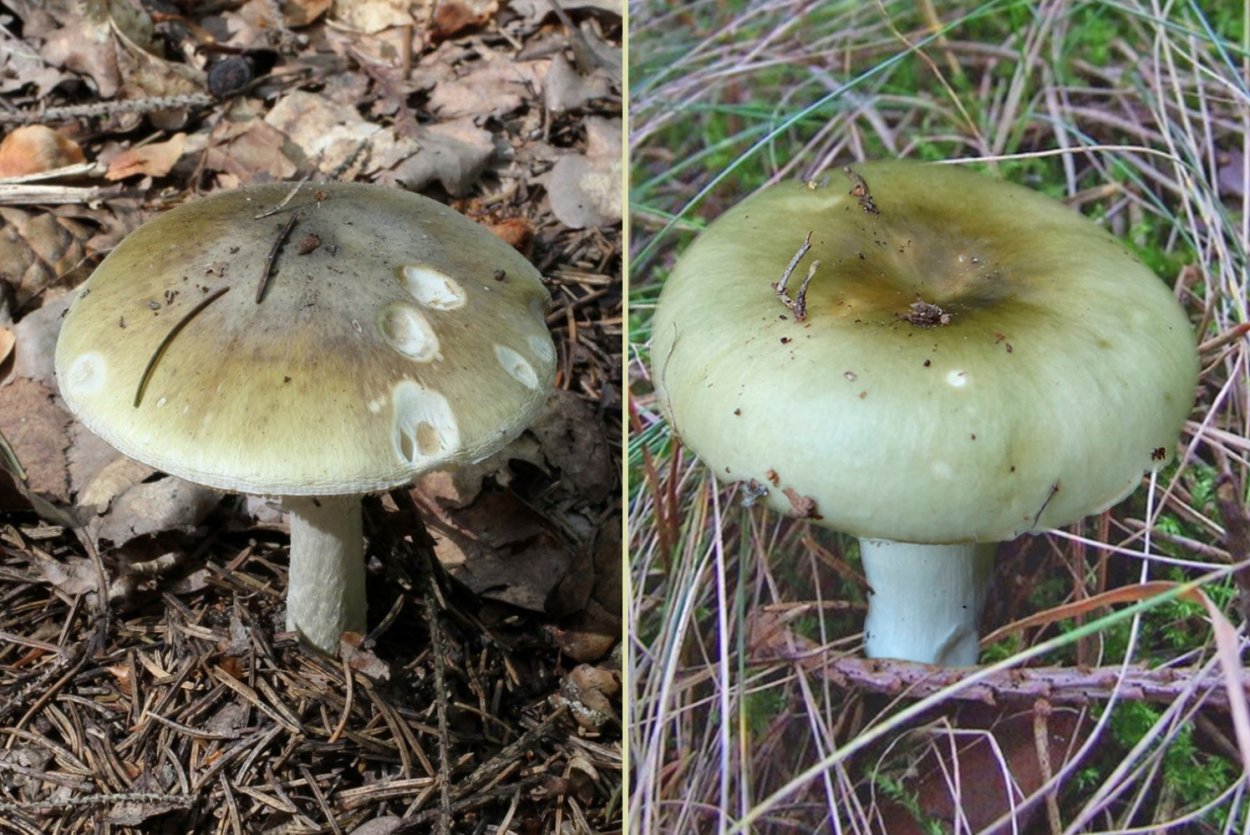 Сыроежка лиловая