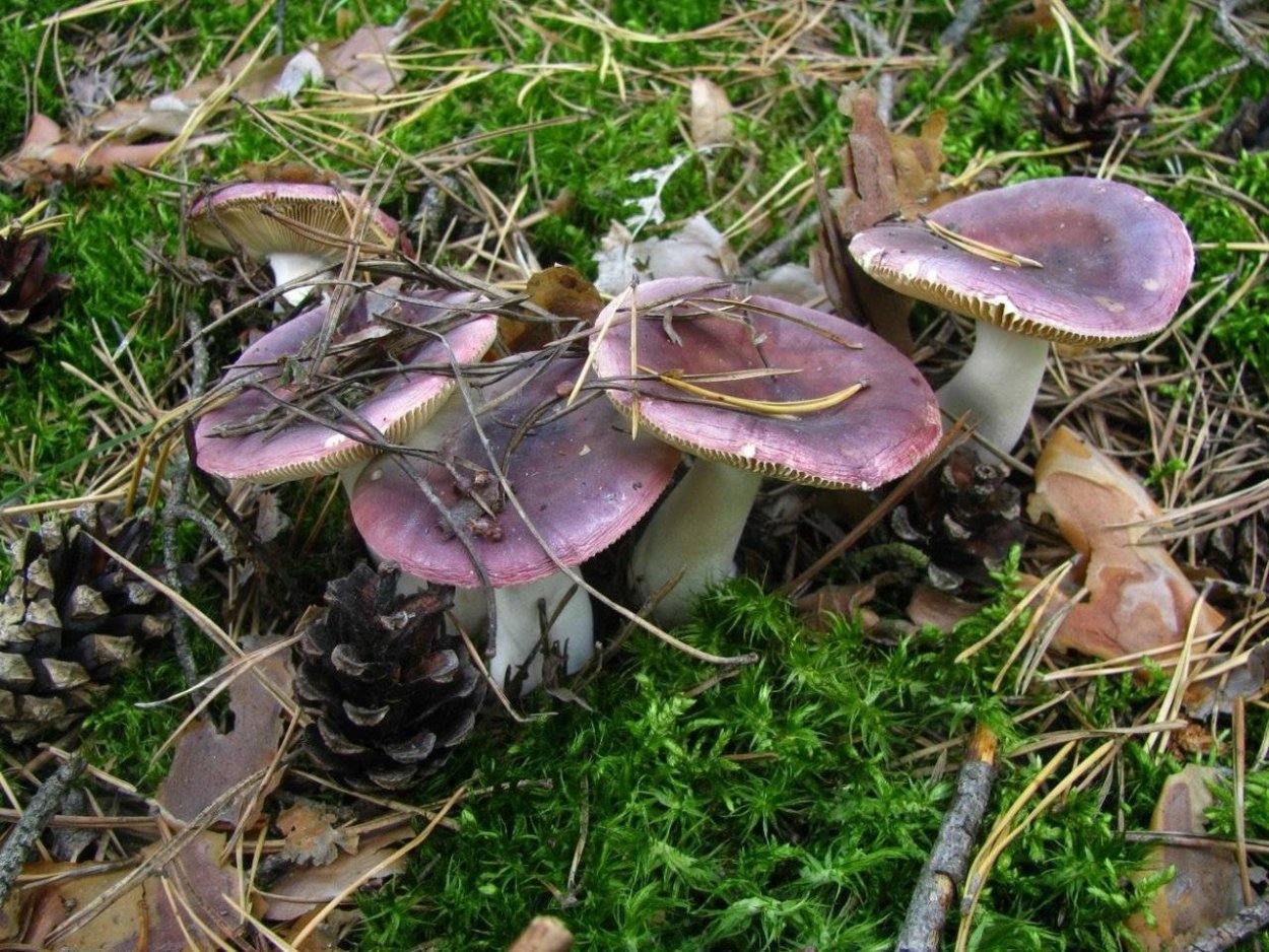 Сыроежка кроваво-красная (Russula sanguinea)