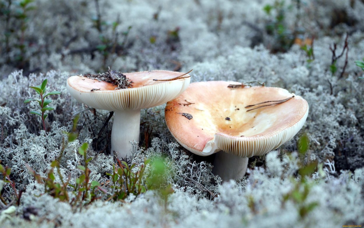 Russula azurea