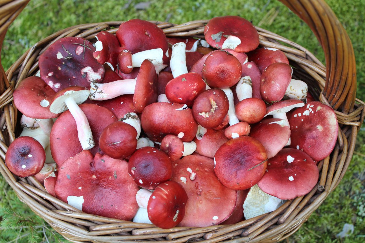 Сыроежка жгучеедкая