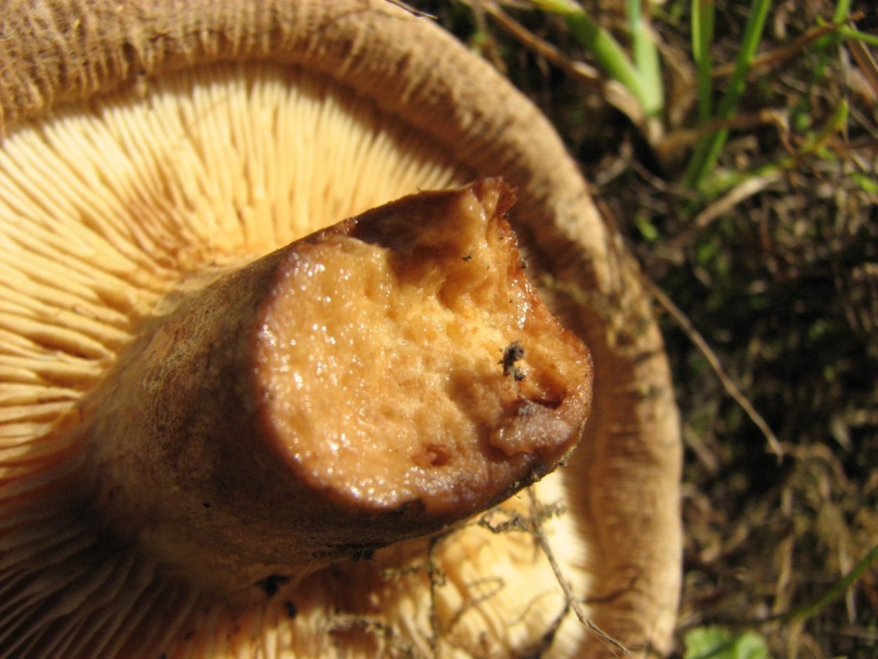 Поддубник свинушка