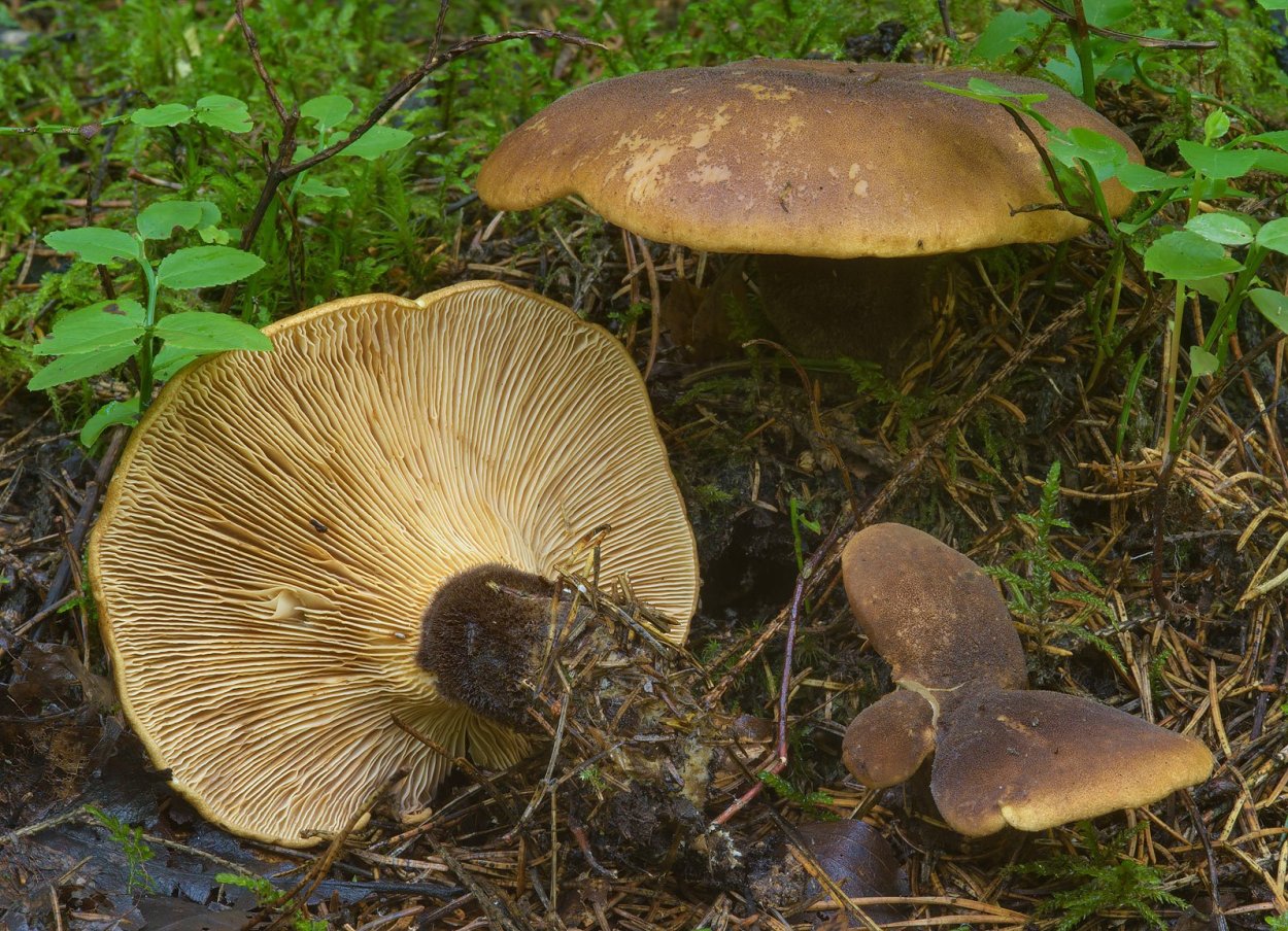 Свинушка бурый гриб