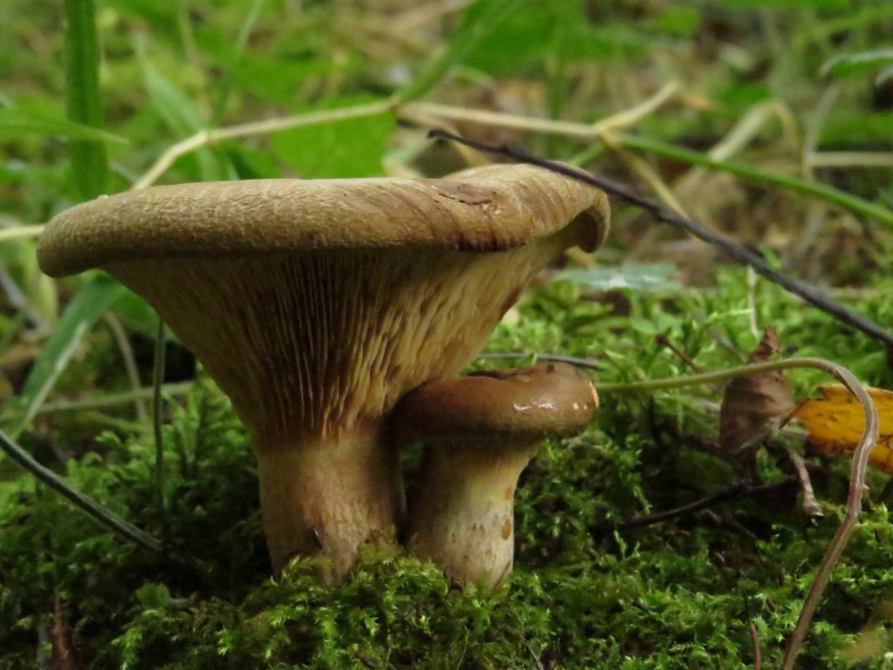 Свинушка тапинелла