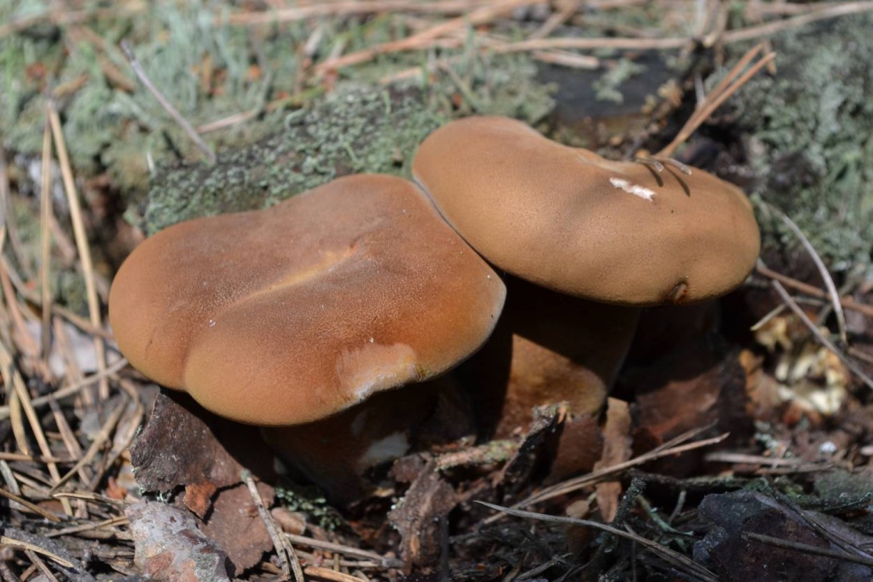 Свинухи на дереве