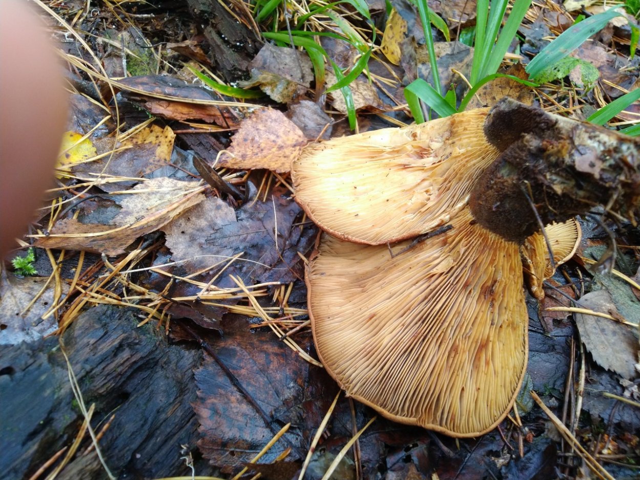 Валуй свинушка