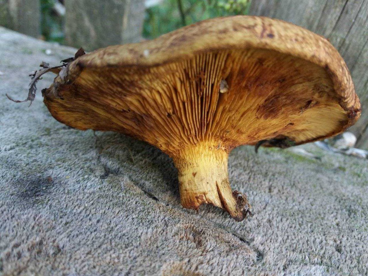 Свинушка Paxillus rubicundulus