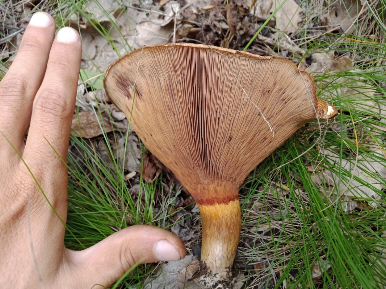 Грибы свинушки с толстой ножкой