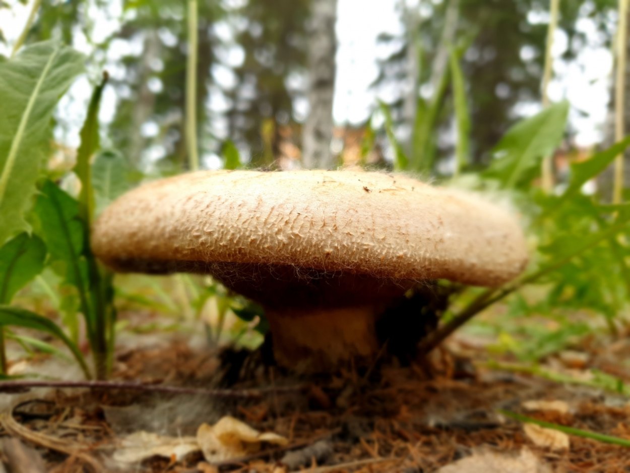 Свинушка толстая