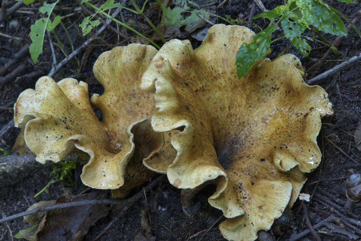 Свинушка Ольховая