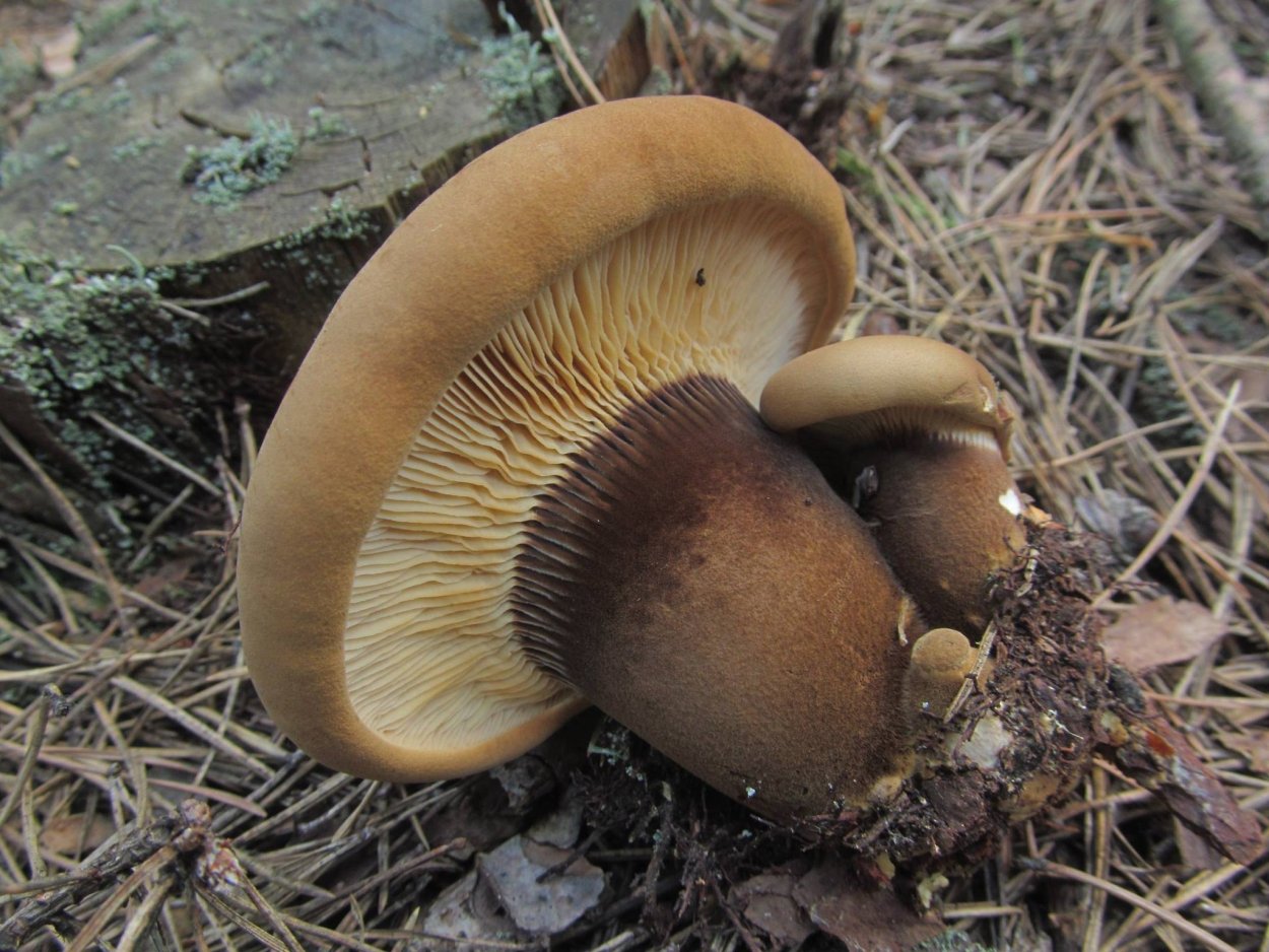 Свинушка гриб под березами