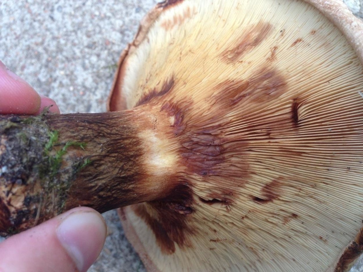 Свинушка гриб срез