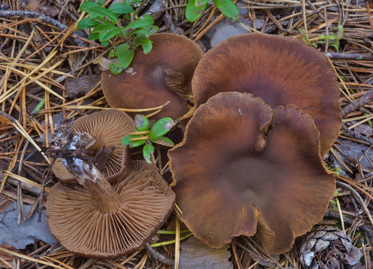 Грибы пластинчатые свинушка тонкая