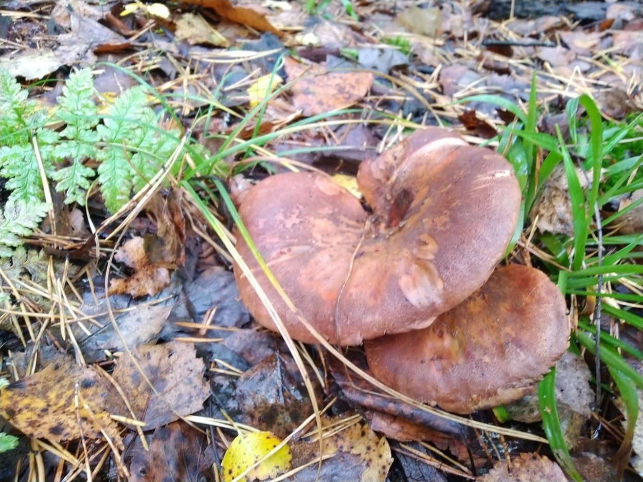 Свинушка толстая гриб