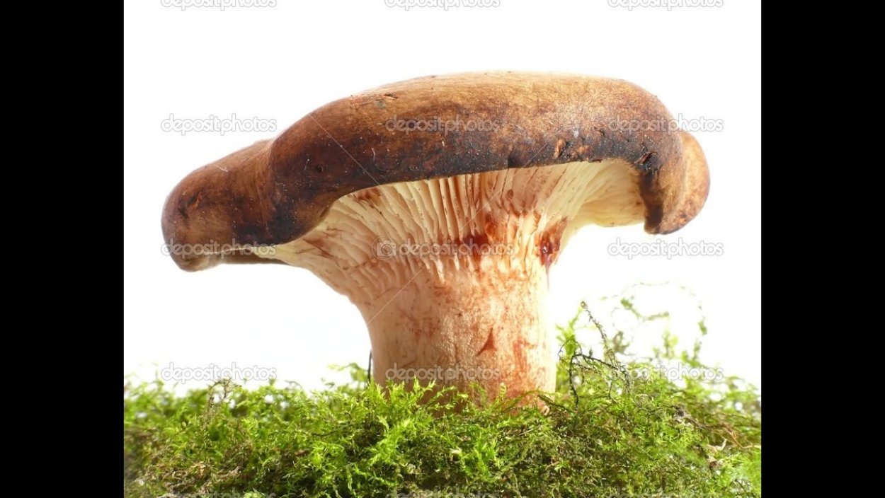 Свинушка толстая гриб