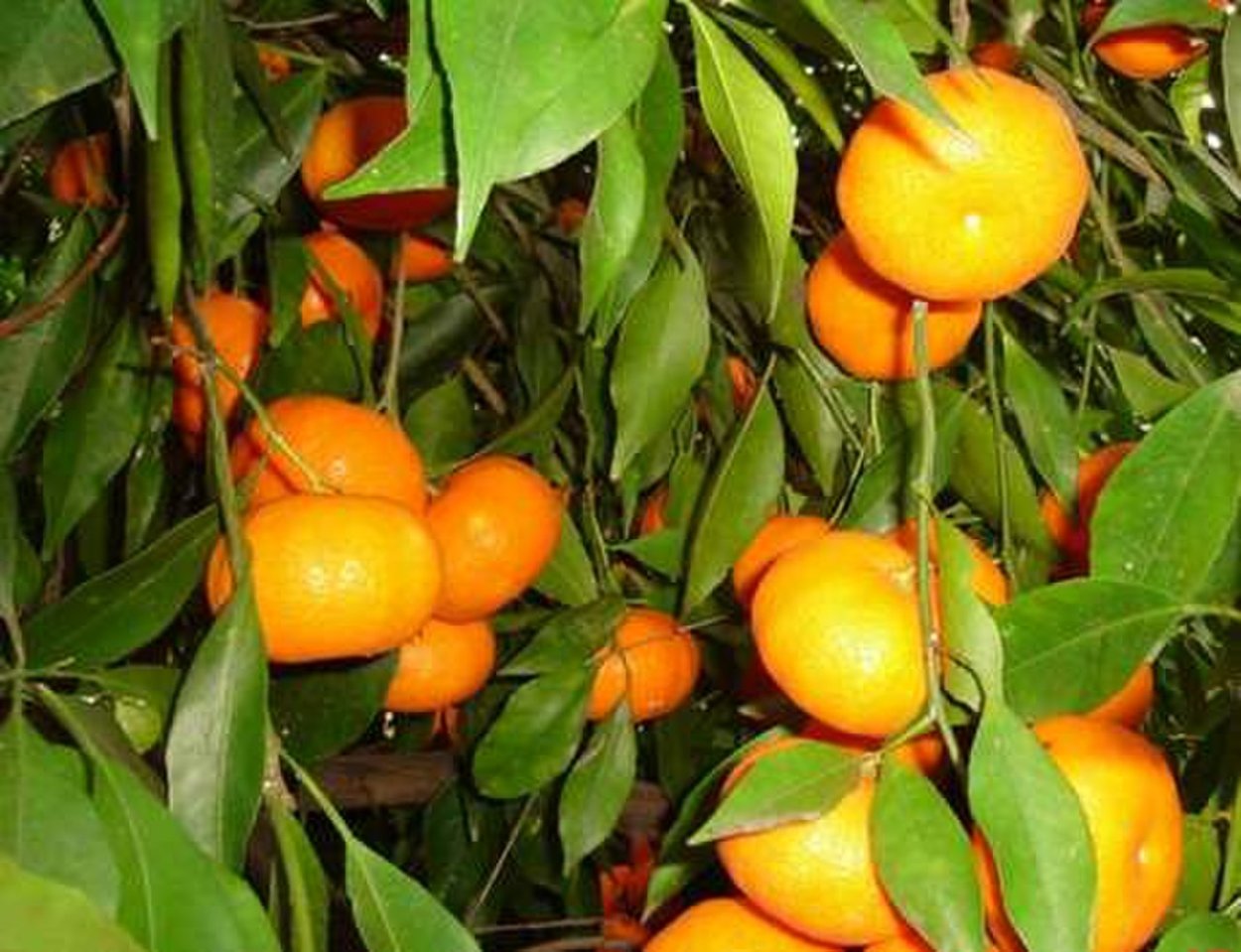 Mandarin (late Imperial lingua Franca)