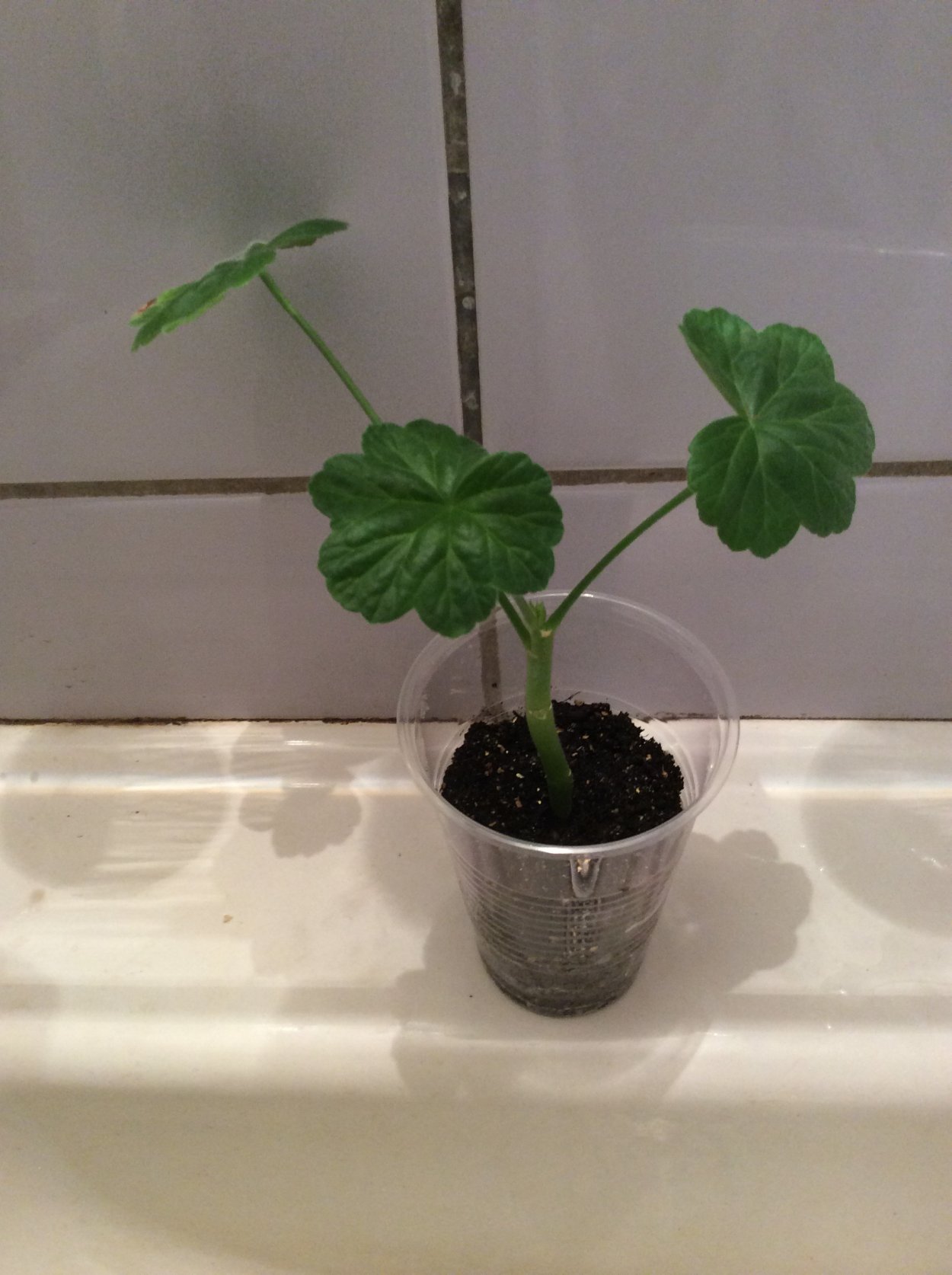 Черенки пеларгонии