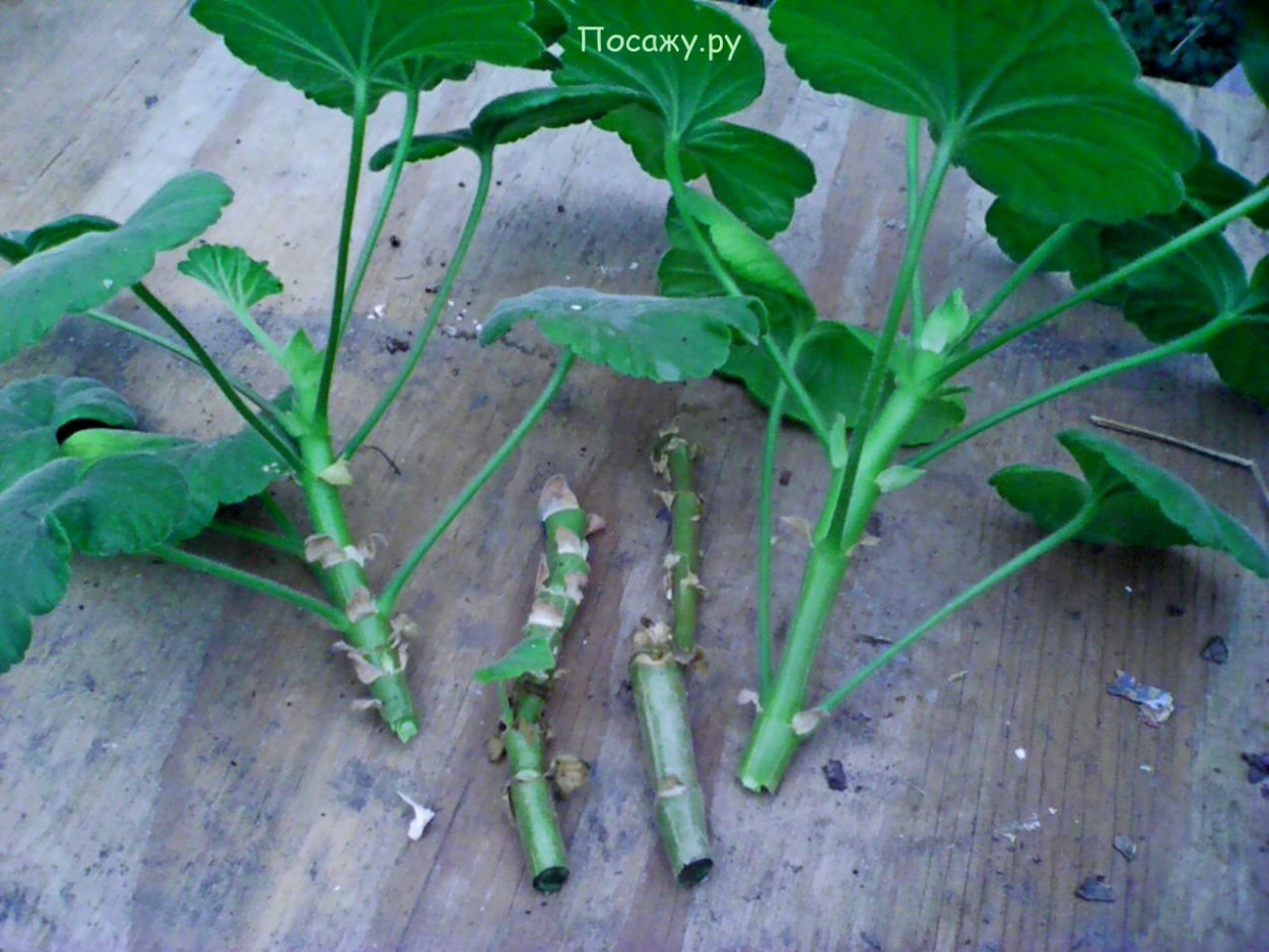 Черенки сортовых пеларгоний