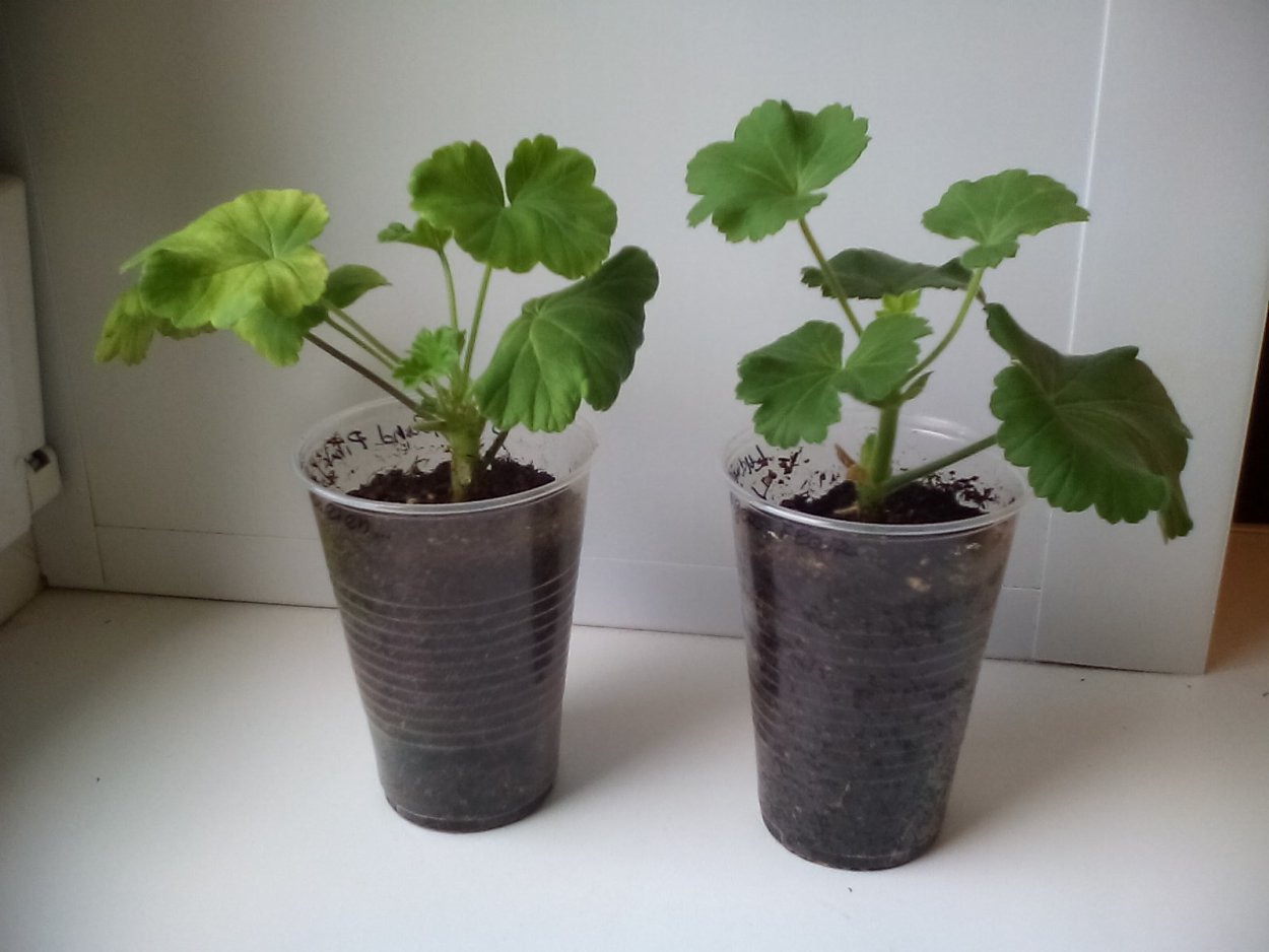 Стеблевые черенки герань