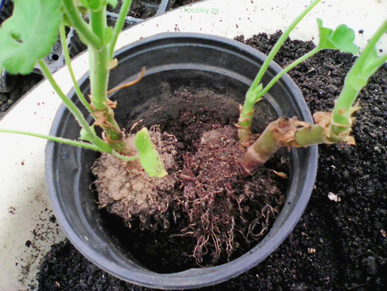 Пеларгония ампельная корневая