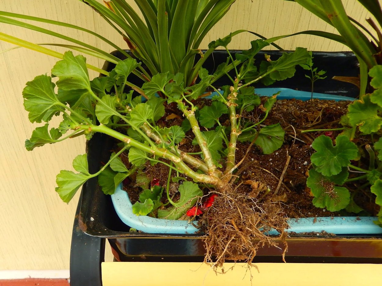 Корневая у пеларгонии