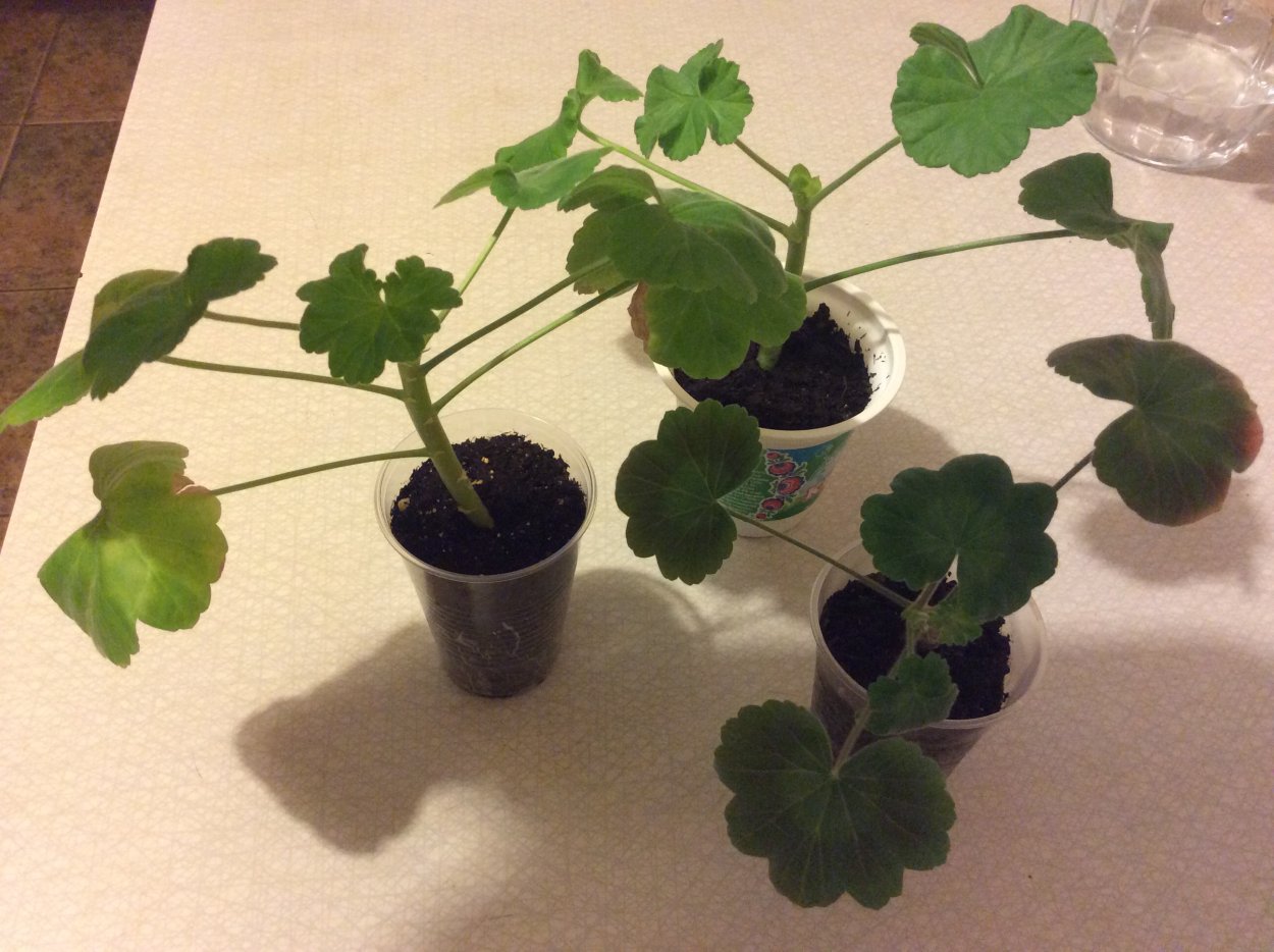 Ампельная герань черенкование