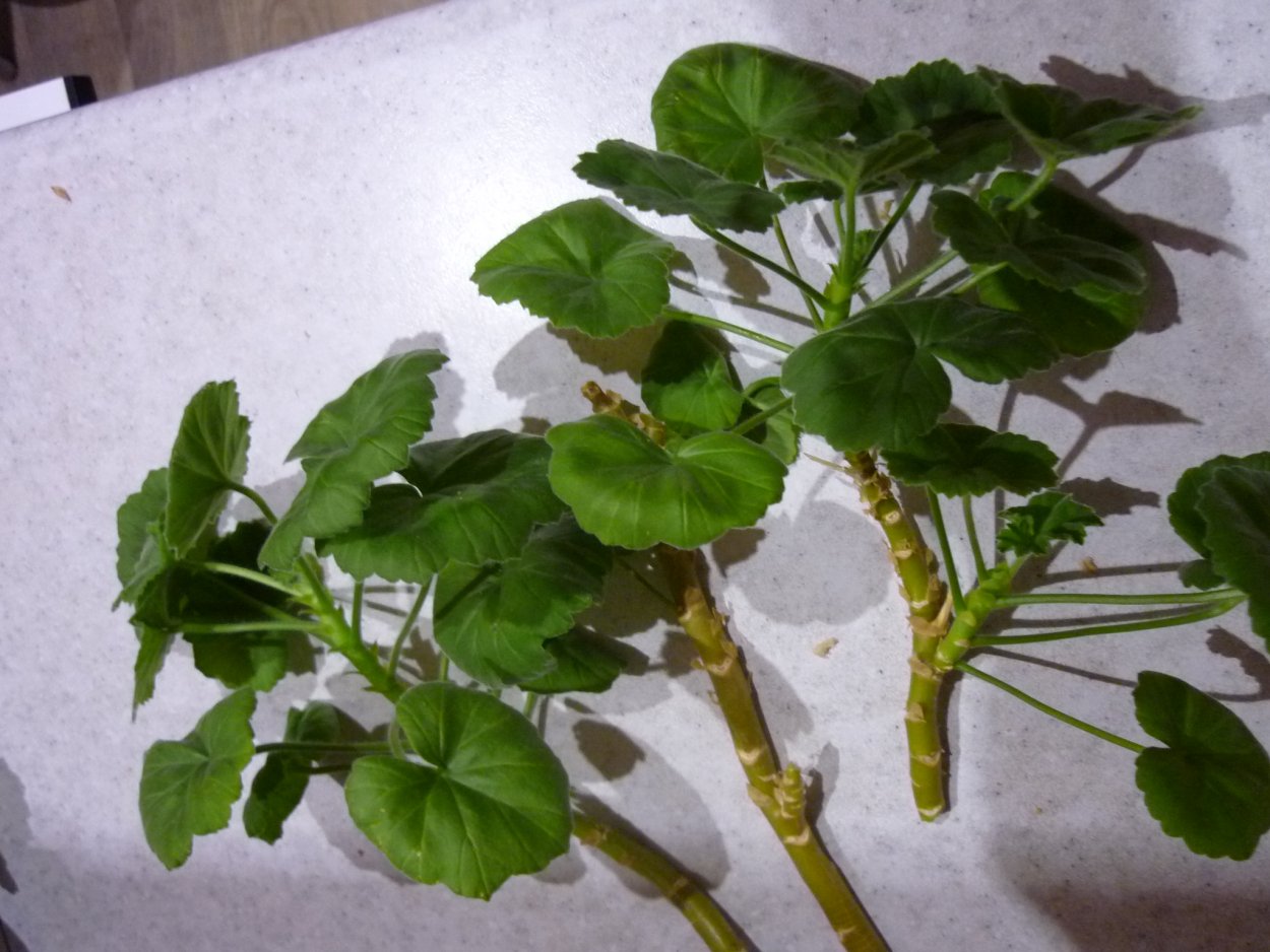 Черенок пеларгонии с корнями