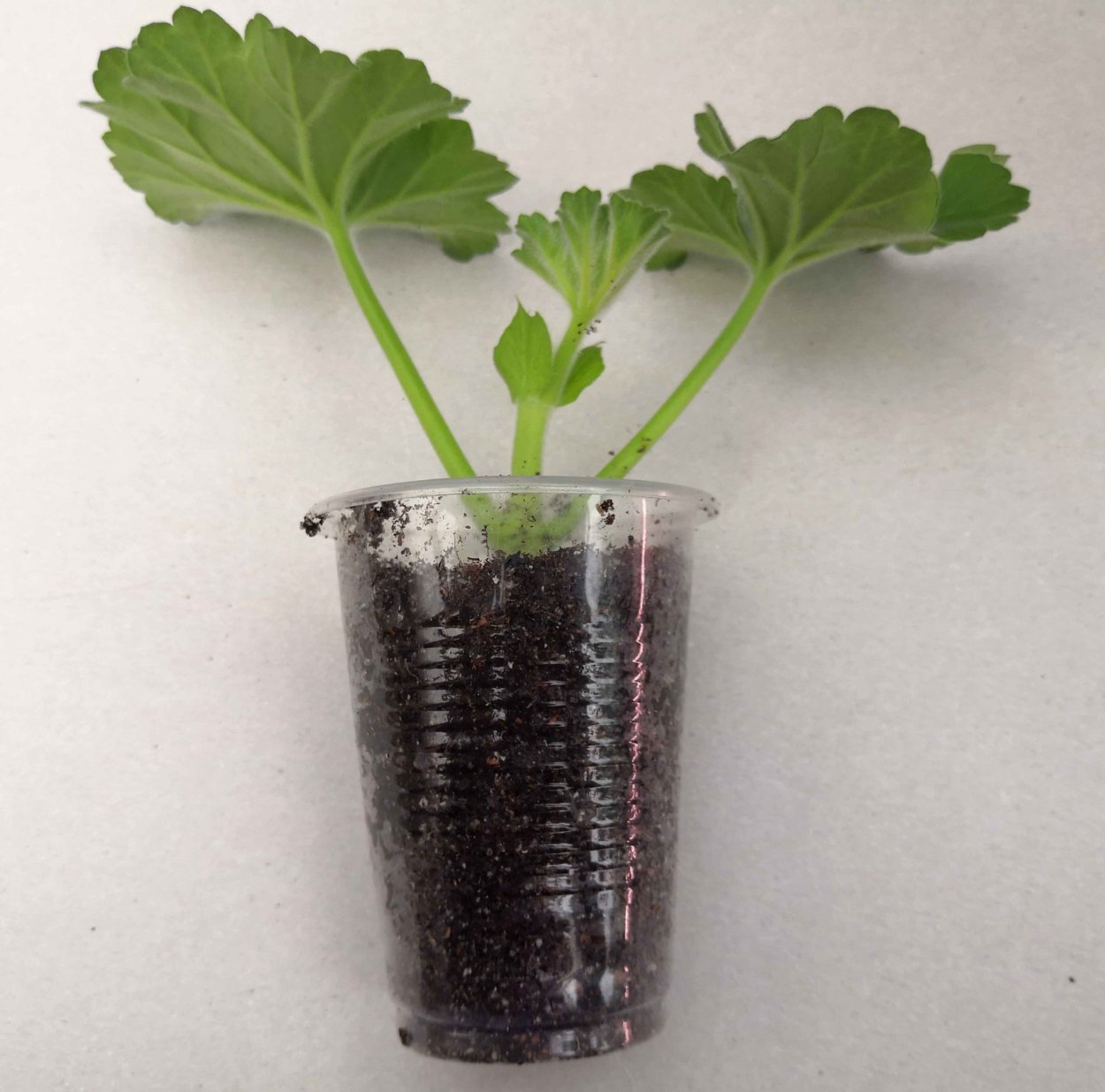 Черенкуем гортензию