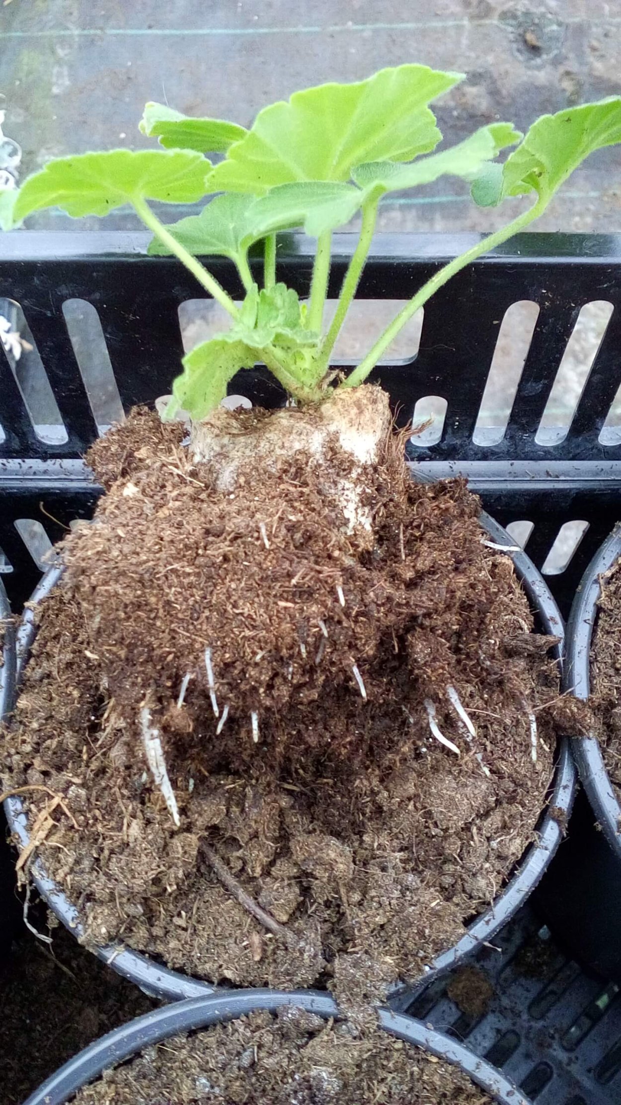 Черенкуем петунию