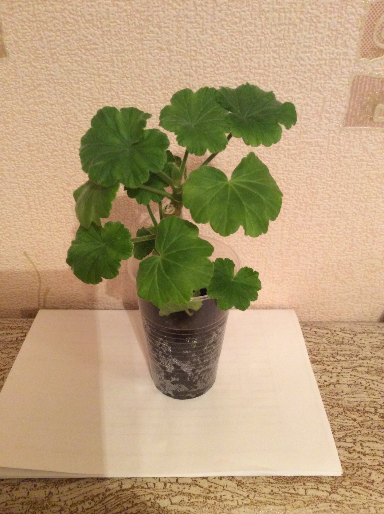 Укорененный черенок пеларгонии королевской