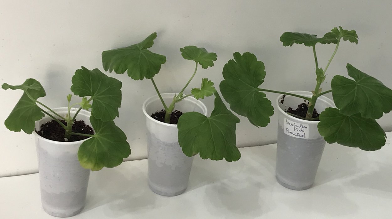 Черенки пеларгонии