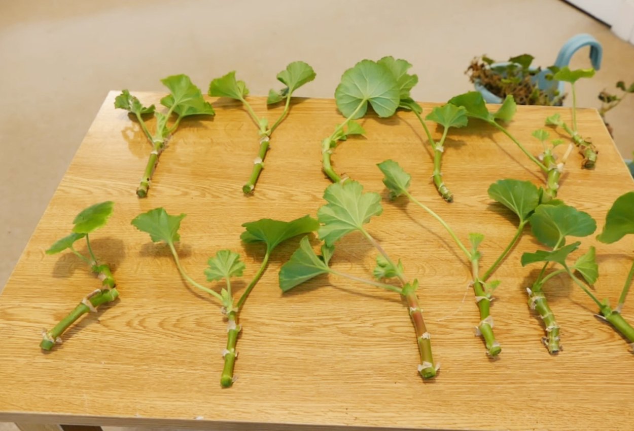 Стеблевой черенок герани