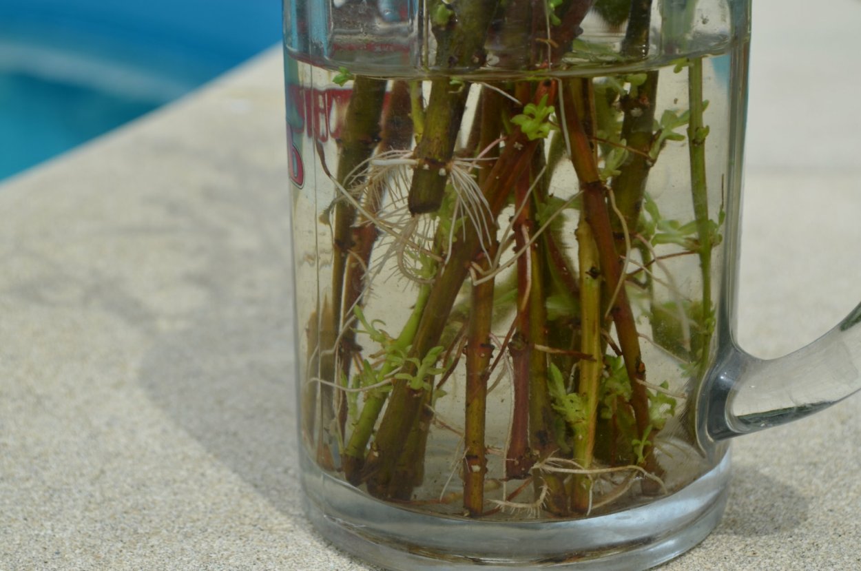 Герань куст