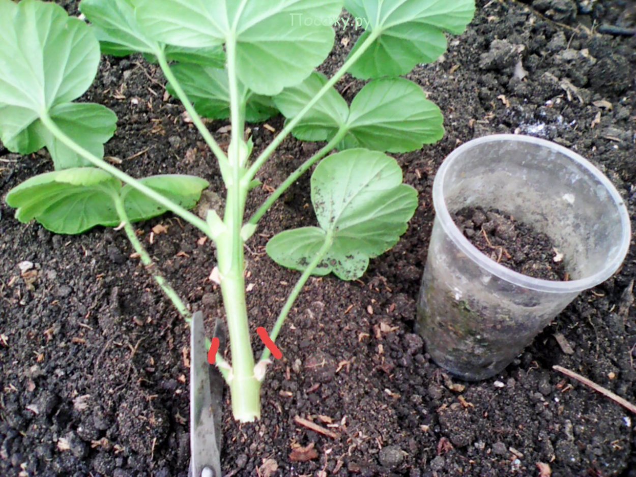 Пеларгония рассада