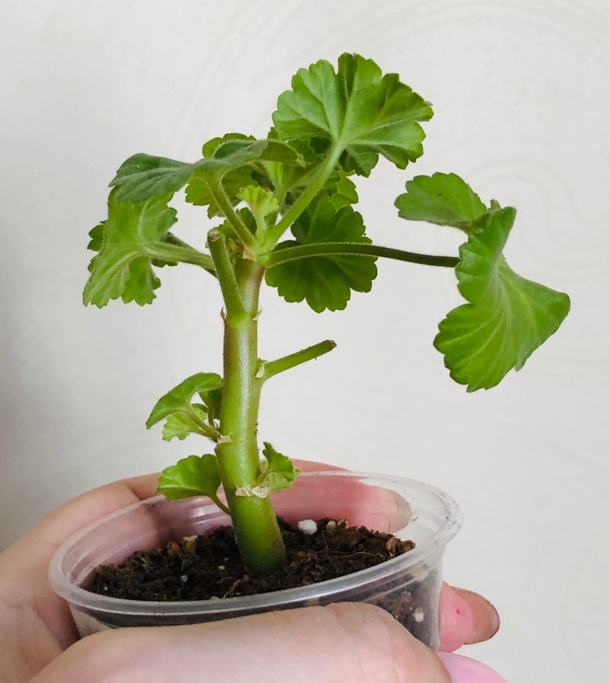 Черенкование стеблей герань