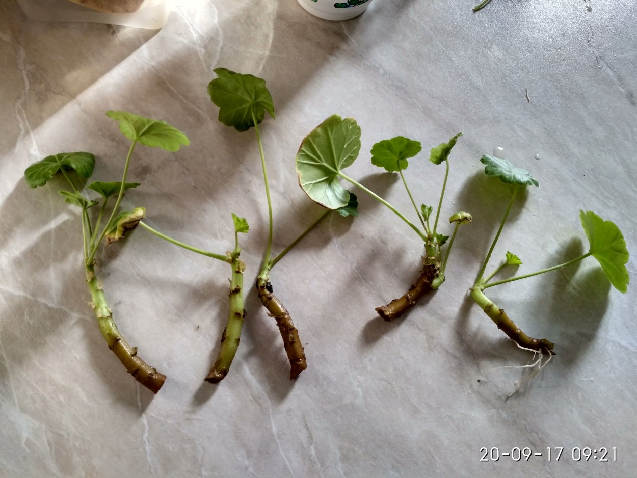 Черенок пеларгонии с корнями