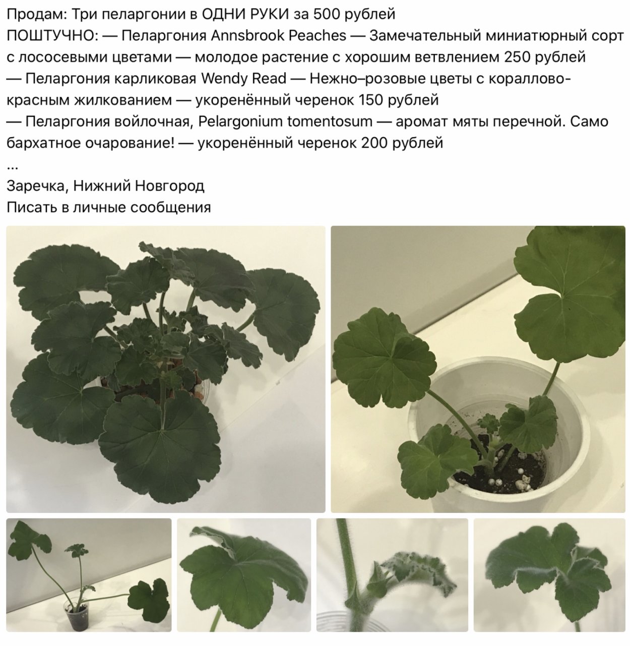 Пеларгония тюльпановидная черенки