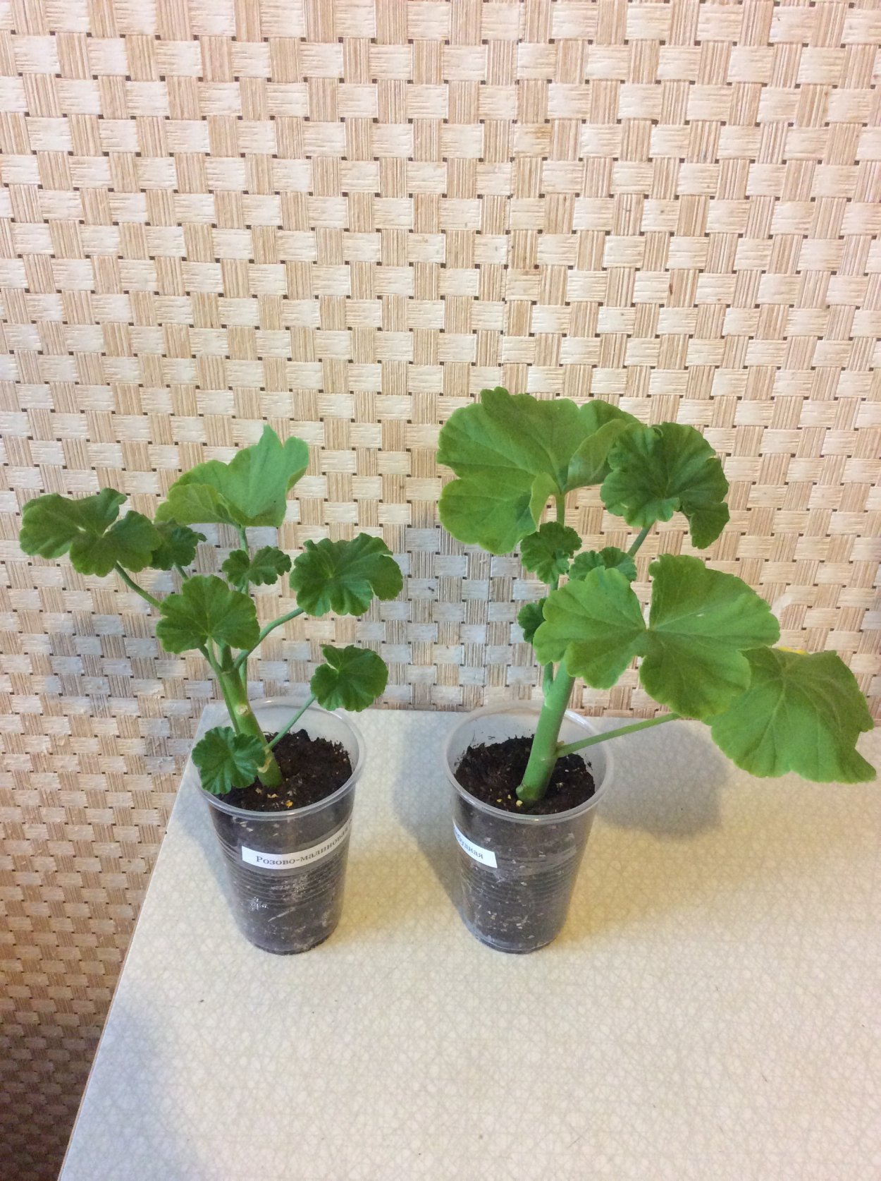 Пеларгония зональная корень