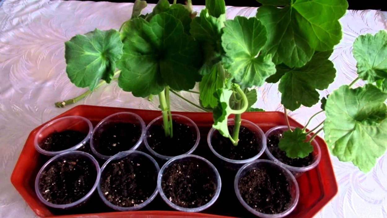 Отросток герани