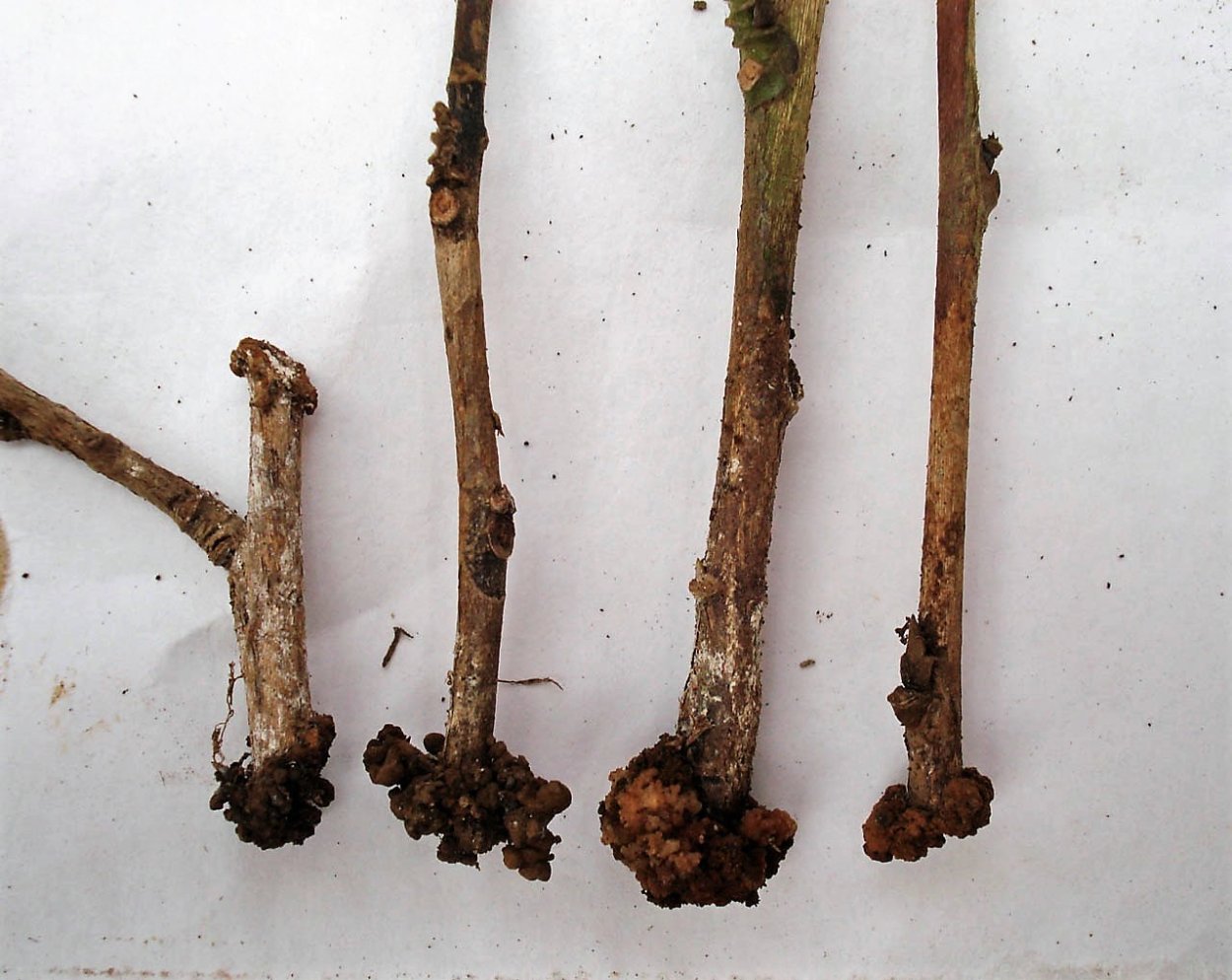 Ежевика стеблевые черенки