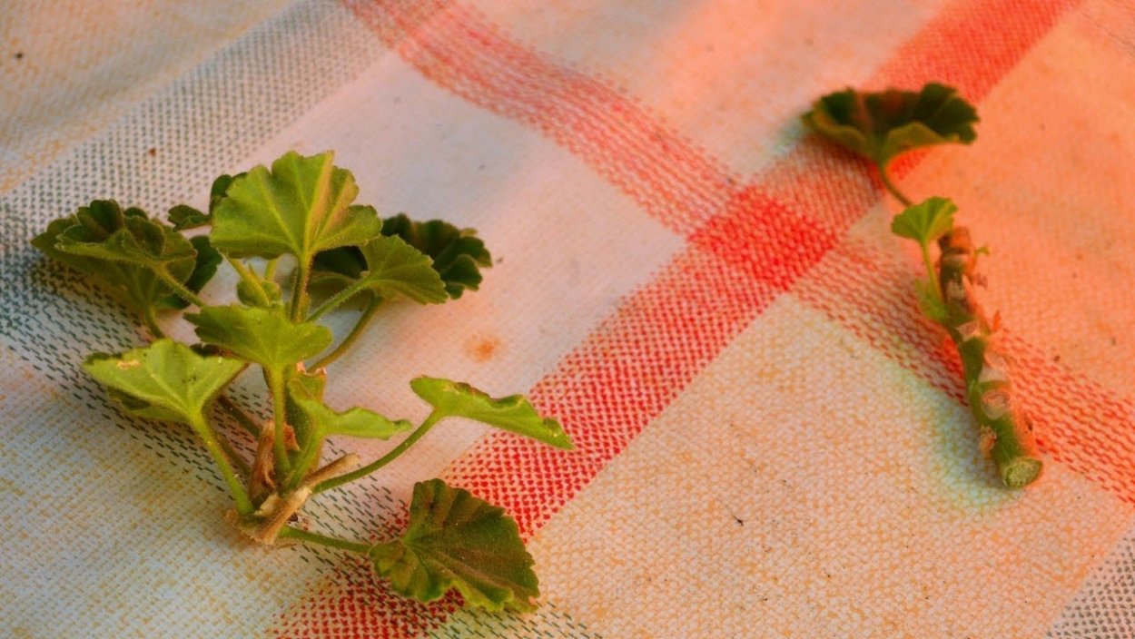 Корни пеларгонии