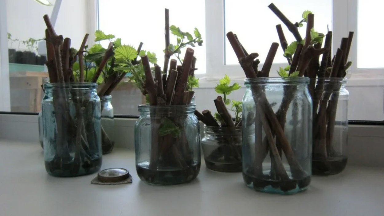 Корни герани