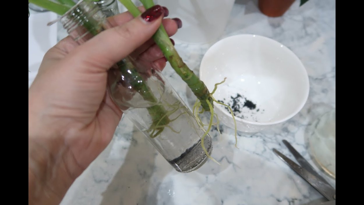 Укорененный лист пеларгонии