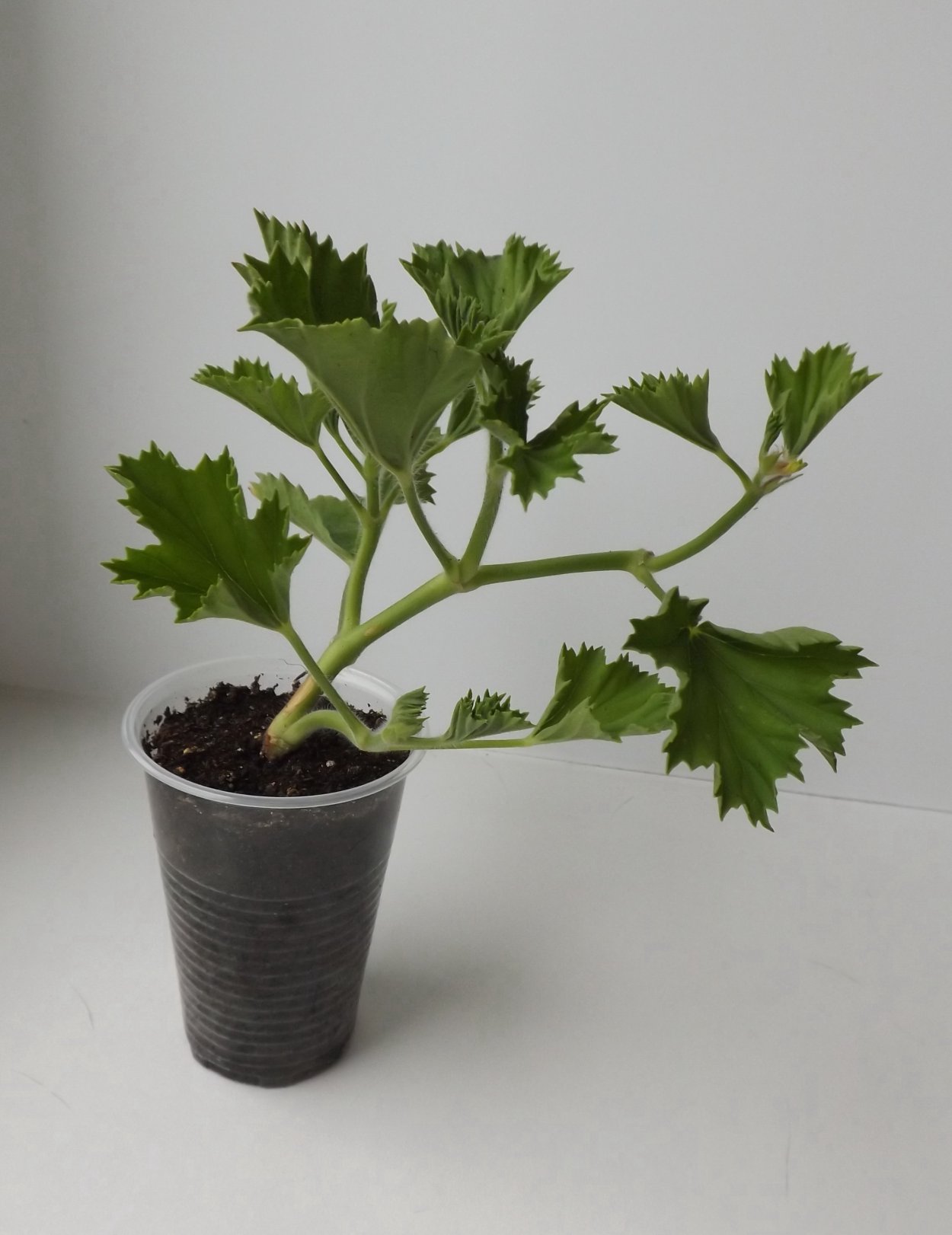 Корневище герани