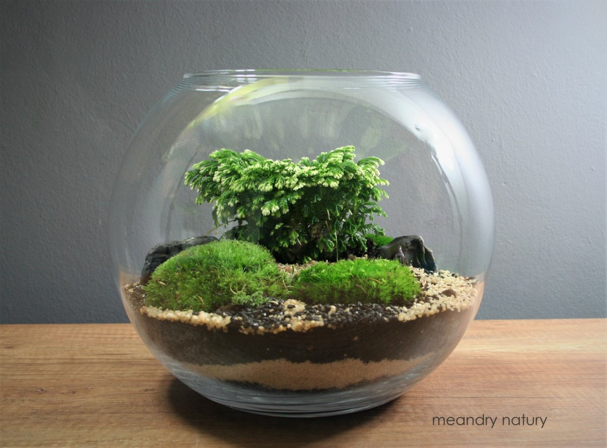 Бонсай сад в бутылке